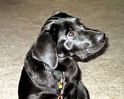 Balina, the wonderpuppy; curious
