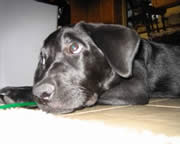 Balina, the wonderpuppy; resting.