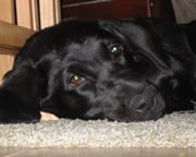 Balina, the wonderpuppy; sleepy